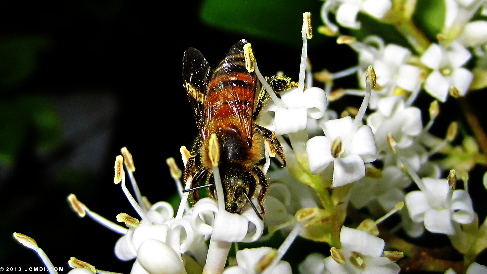 Honeybees on white flowers 